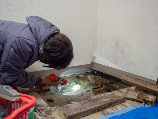 Best Biohazard Mold Removal  in Little Flock, AR
